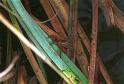 Dolomedes_fimbriatus_F1572_Z_79_Les Gris_Frankrijk